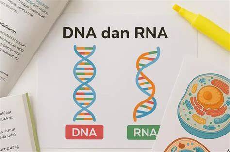 Lokasi DNA dan RNA dalam Sel