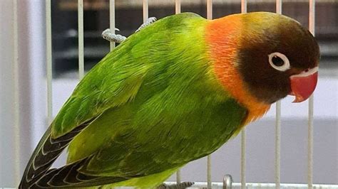 Lovebird Birahi