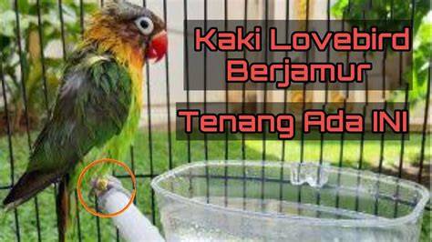 Lovebird Tenang