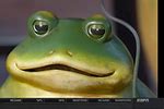 Lowe's Frog