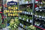 Lowe's Plants Clearance