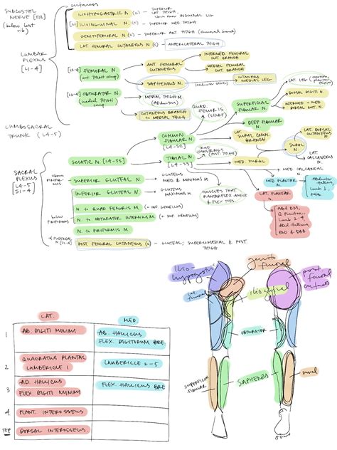 Lower Limb Nerve Flow Chart
