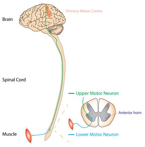 Lower Motor Neuron