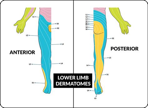 Lumbar Spine Dermatome Chart