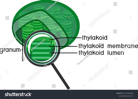 Lumen Tilakoid