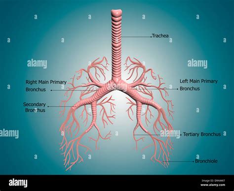 Bronchioles