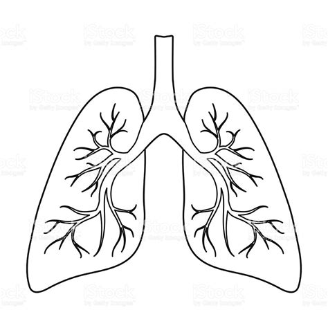 Lung Printable