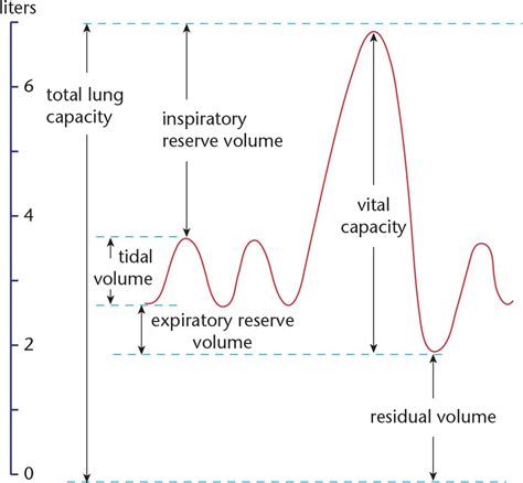 Lung Volumes Diagram