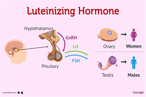Luteinizing Hormone