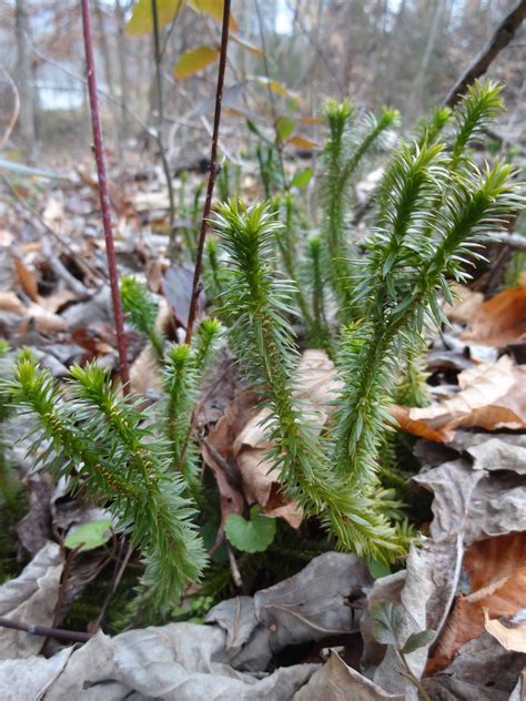 Lycophyta
