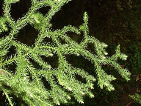 Lycopodium