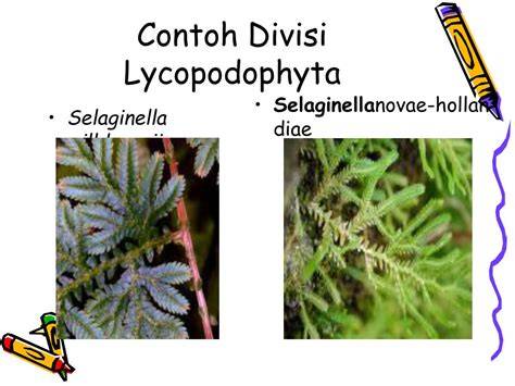 Lycopodophyta Selaginella