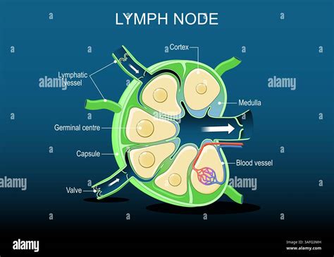 Lymph node diagram