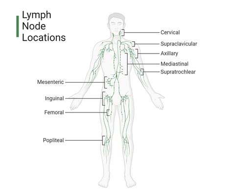 Lymph node locations
