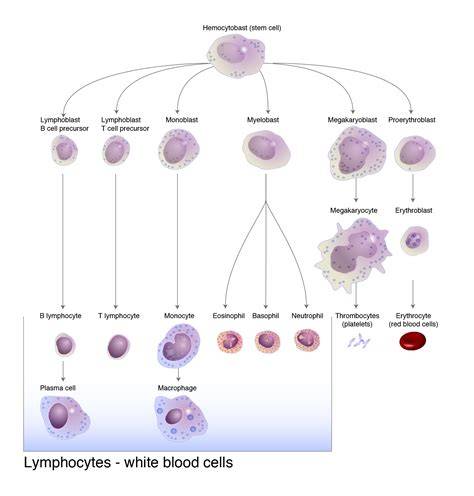 Lymphocyte types