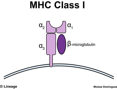 MHC Class 1 Structure