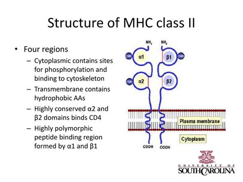 MHC Class 2 Structure
