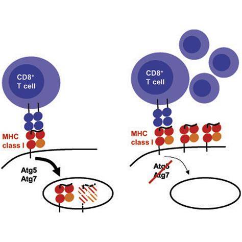 MHC Class I and CD8 T cell