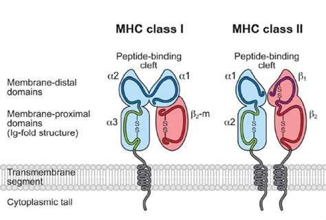 MHC Class I structure