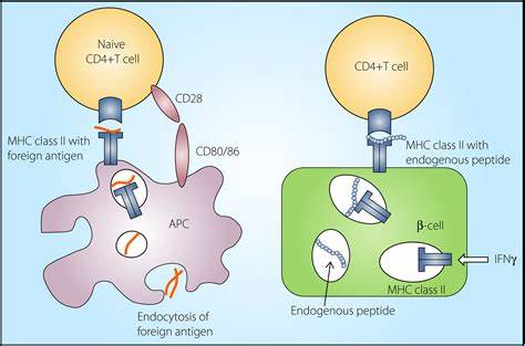 MHC Class II and CD4 T cell