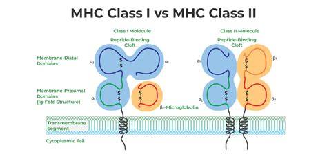 MHC Class II function