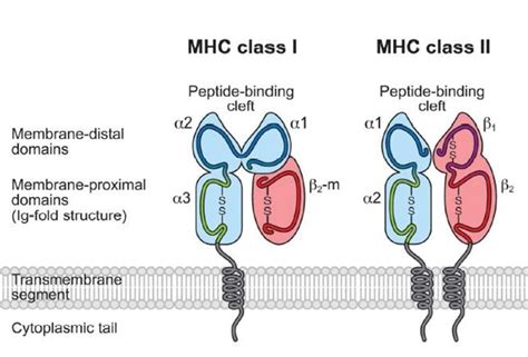 MHC Major Histocompatibility Complex