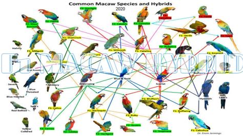 Macaw Hybrid Chart