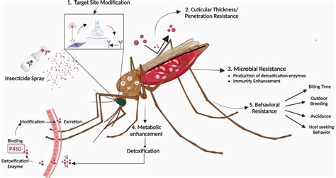 Malaria mosquito control
