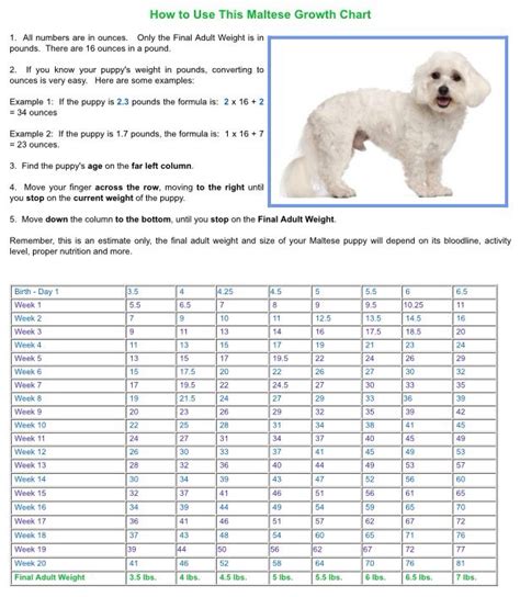 Maltese Size Chart