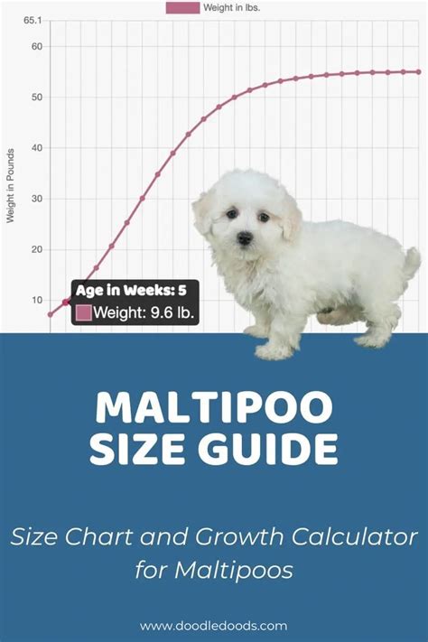 Maltipoo Puppy Size Chart