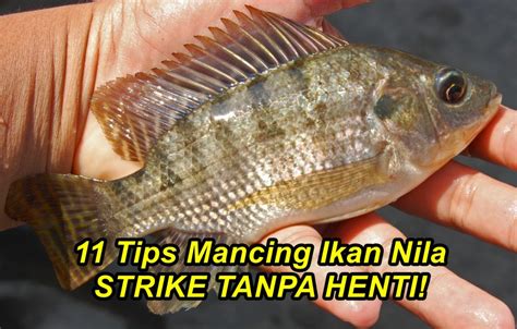Mancing Ikan