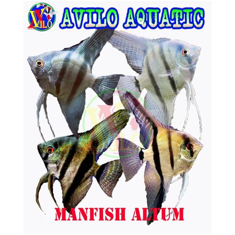 Ikan Manfish Altum