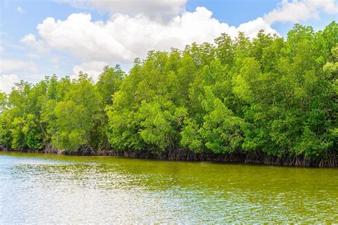 Mangrove Forest