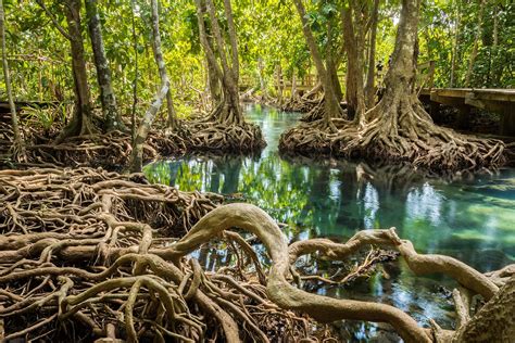 Mangrove trees