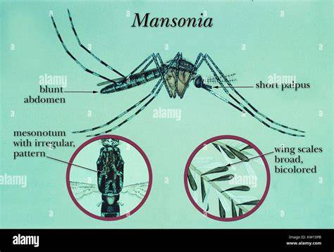 Mansonia mosquito