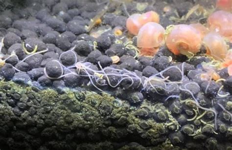 Manual Removal for Worm Infestations in Fish Tanks