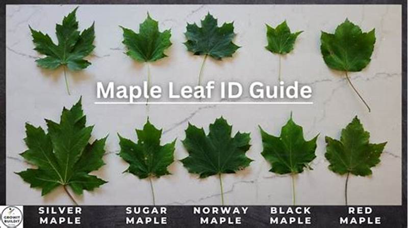 Maple Tree Identification Chart