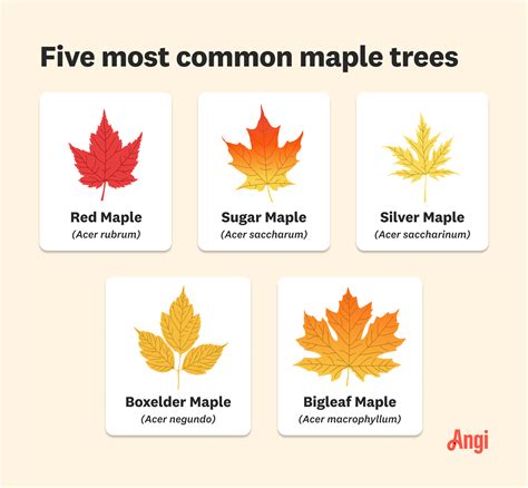 Maple Tree Size Chart