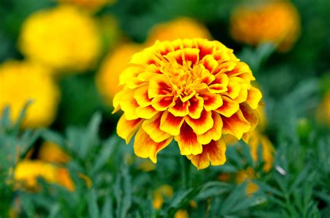 Marigold