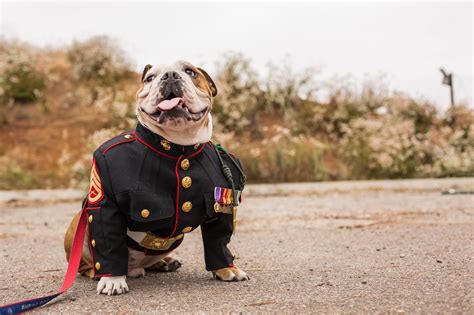 Corps Dog