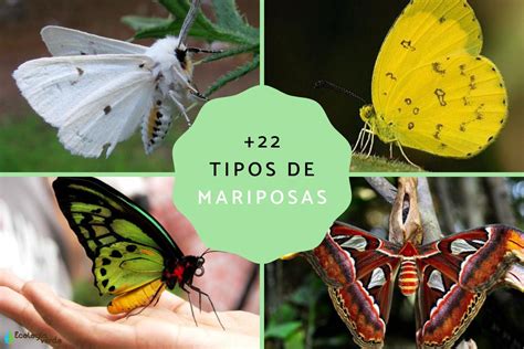 Mariposa