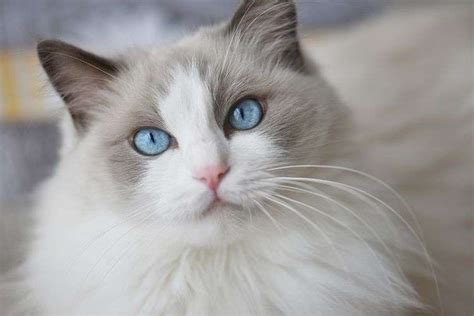Mata Kucing Persia Biru