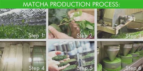 Proses Pembuatan Matcha