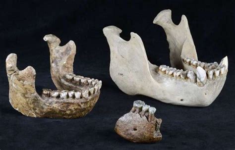 Fragmen Rahang Meganthropus