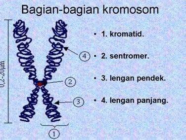 Memahami Kromosom