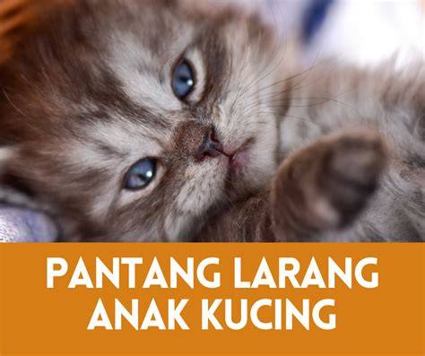 Menghangatkan Anak Kucing