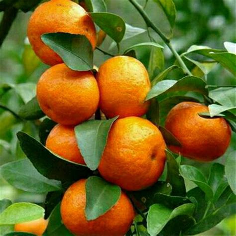 Menjaga Kelembapan Tanah untuk Pohon Jeruk Mandarin