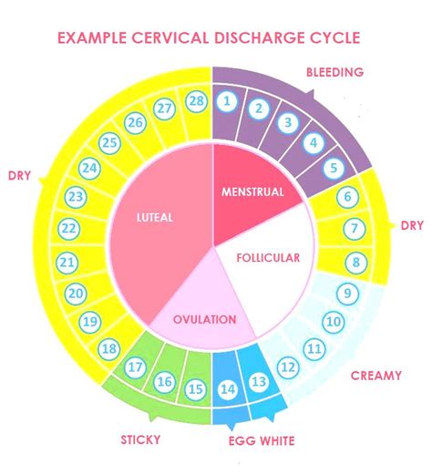 Menstrual Cycle Discharge Chart
