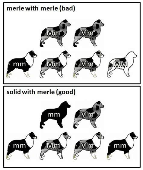 Merle Breeding Chart