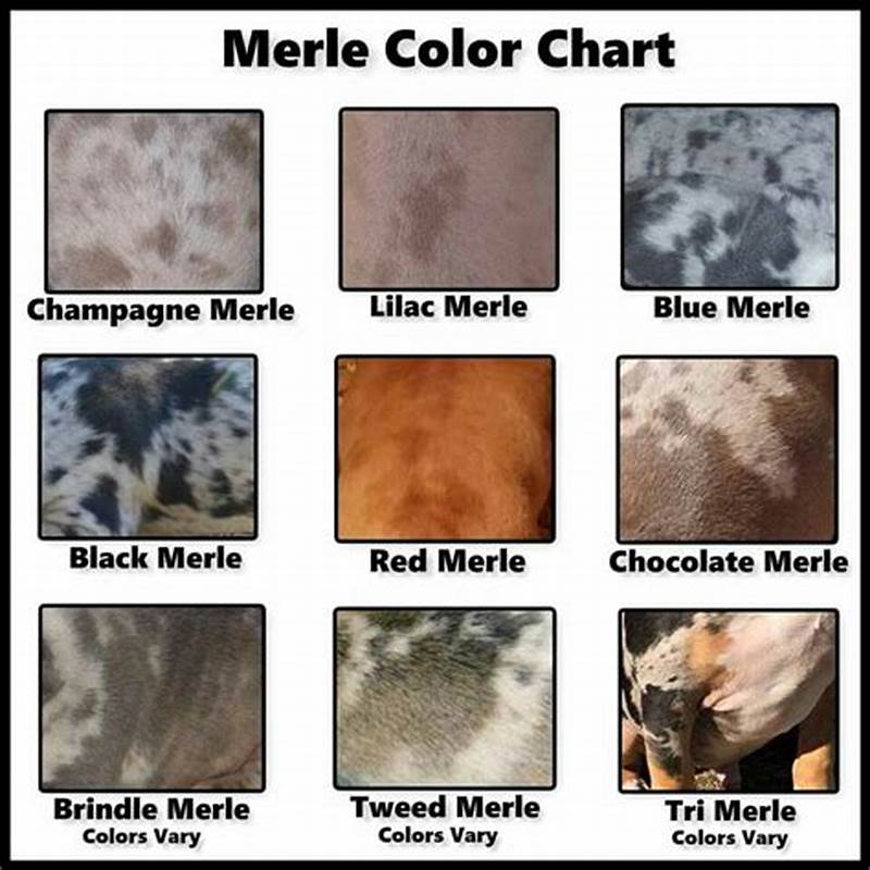 Merle Color Chart